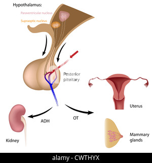 Les fonctions des hormones de l'hypophyse postérieure Banque D'Images
