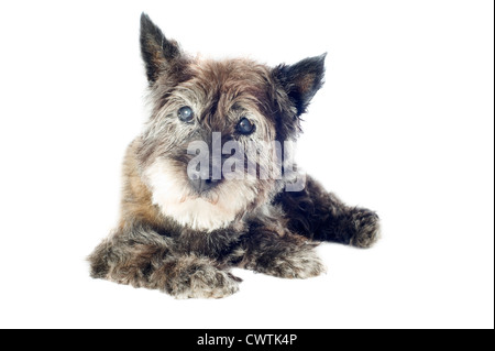 Les cairn terrier, 14 ans, devant un fond blanc Banque D'Images
