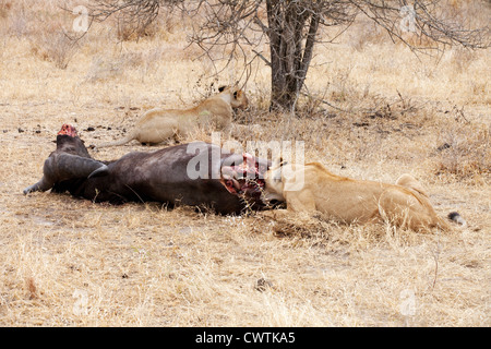 Les Lions de manger un buffle mort, tuer le Selous Tanzanie Afrique Banque D'Images