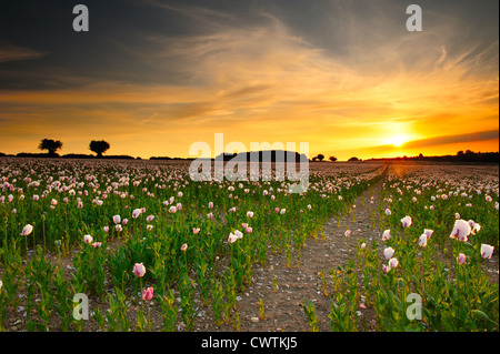 Coucher de soleil sur champ de coquelicots. Banque D'Images