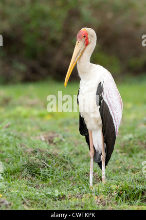 Bec jaune, Stork (Mycteria ibis), l'Afrique Tanzanie Selous Banque D'Images