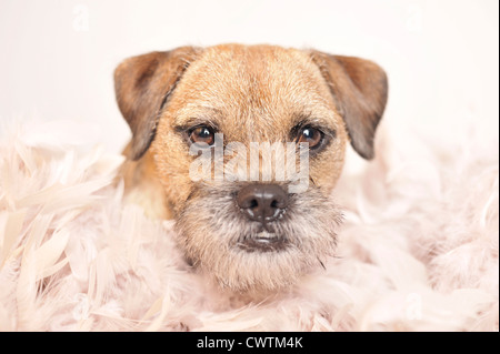 Border Terrier Portrait Banque D'Images