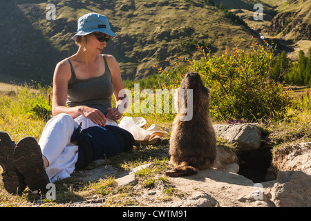 Une marmotte de manger une carotte une jeune femme a donné à lui. Saas Fee Suisse. Banque D'Images