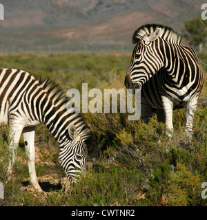 Deux zèbres au sud de Cape Town, Western Cape, Afrique du Sud Banque D'Images