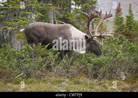 Le caribou des bois à la recherche de nourriture dans le parc national Jasper. Banque D'Images