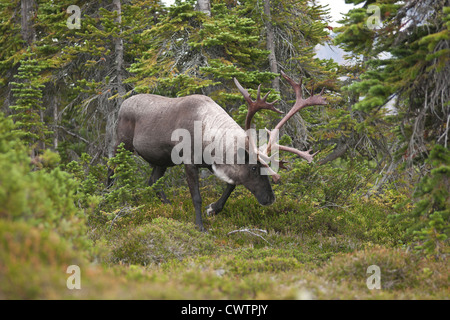 Le caribou des bois à la recherche de nourriture dans le parc national Jasper. Banque D'Images