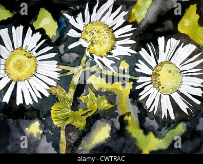 Fleurs Aster heath aquarelle fine art moderne peinture impressionniste de blanc et noir avec des fleurs yell Banque D'Images