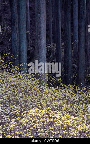 Edgeworthia chrysantha dans une forêt de Cryptomeria du Japon Banque D'Images