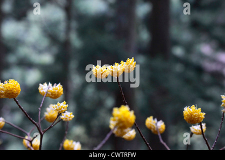 Edgeworthia chrysantha dans une forêt de Cryptomeria du Japon Banque D'Images