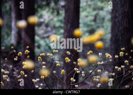 Edgeworthia chrysantha dans une forêt de Cryptomeria du Japon Banque D'Images