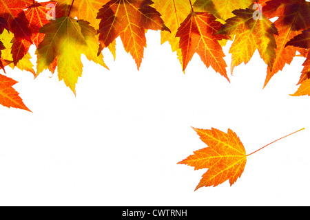 La pendaison Automne Feuilles d'érable Border isolé sur fond blanc Banque D'Images