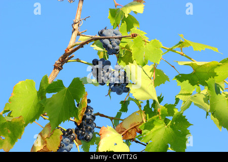 Vignoble avec raisins rouges sur ciel bleu Banque D'Images