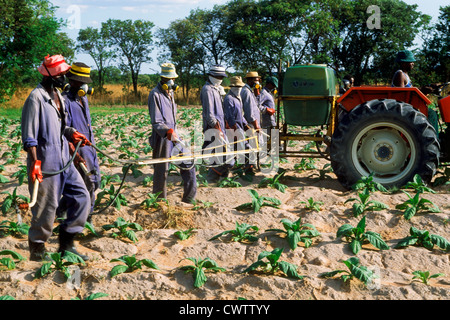 Les hommes d'Afrique au milieu de marche des rangées de plants de tabac portant des masques à gaz et de vaporiser des insecticides à plantation au Zimbabwe Banque D'Images