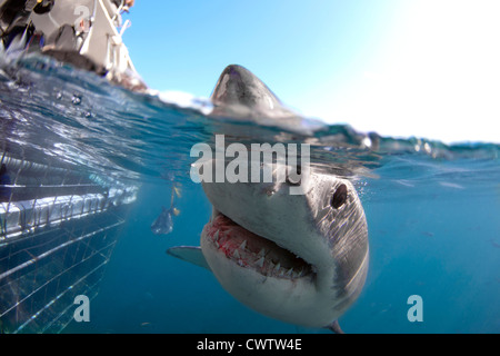 Un grand requin blanc Requin passe une cage et est dans une humeur très curieux Banque D'Images