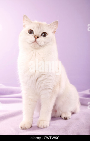 Britisch Kurzhaar / British Shorthair Banque D'Images