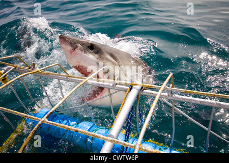 Un grand requin blanc montrant c'est les dents au Shark Shark Alley dans Divers Banque D'Images