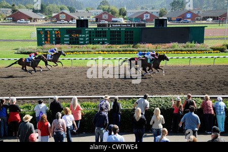 Chevaux qui courent à Humboldt County Fairgrounds passant des spectateurs et des fleurs à Ferndale infield, Californie Banque D'Images