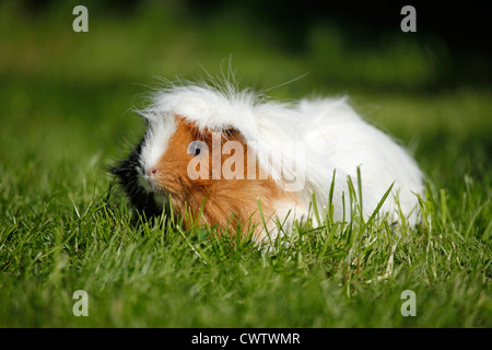 Langhaarmeerschweinchen / cobaye à poil long Banque D'Images