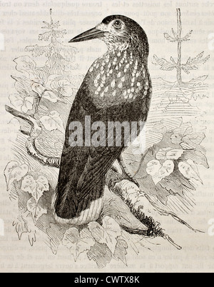 Spotted Nutcracker Banque D'Images