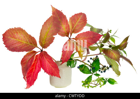 Bouquet minimaliste numéro 1 - feuilles d'automne des vignes sauvages en pot en céramique vase isolé. Selective focus Banque D'Images