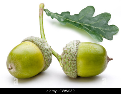 Acorn avec feuille sur un fond blanc. Banque D'Images