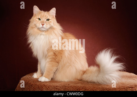 Sibirische sitzende Katze chat sibérien / salon Banque D'Images