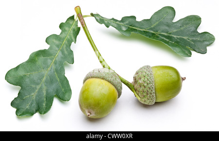 Acorn avec des feuilles sur un fond blanc. Banque D'Images