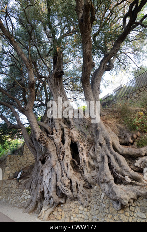 Ancien Olive Tree de 1000 ans à Roquebrune-Cap-Martin Alpes-Maritimes France Banque D'Images