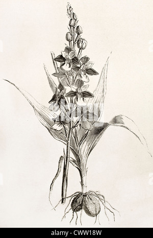 Fly orchid vieille illustration Banque D'Images