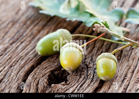 Acorn avec feuilles sur une vieille table en bois Banque D'Images