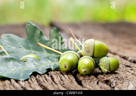 Acorn avec feuilles sur une vieille table en bois Banque D'Images