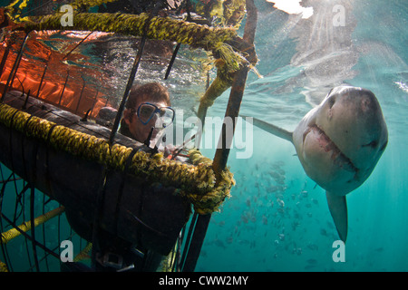 Un grand requin blanc passe un shark cage près d'une diver Banque D'Images