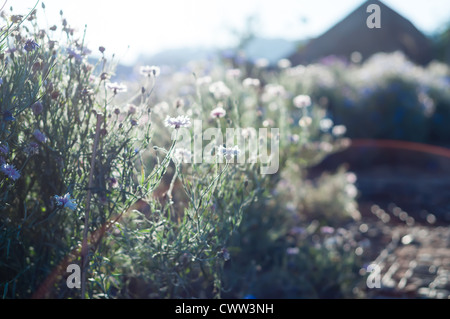 De nombreuses fleurs de maïs blanc dans l'unfocus déposée avec lumière naturelle Banque D'Images