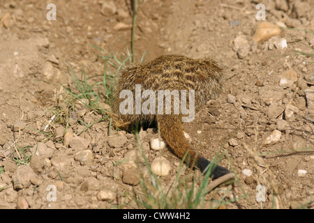 suricat Banque D'Images