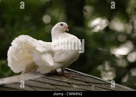 Pigeon blanc sur le toit Banque D'Images