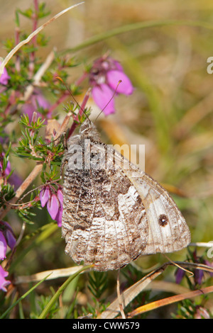 Papillon de l'ombre sur la bruyère d'alimentation Banque D'Images