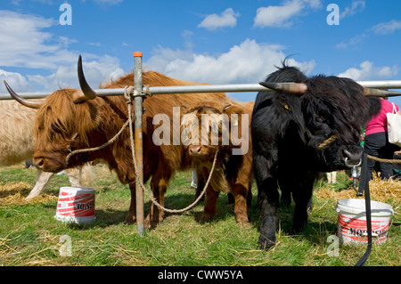 Gros plan sur les vaches de vache de bétail des Highlands au salon Egton en été Parc national des Maures de North York Yorkshire Angleterre Royaume-Uni GB Grande-Bretagne Banque D'Images