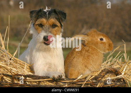 chien & lapin Banque D'Images