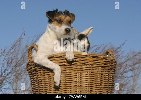 chien & lapin Banque D'Images