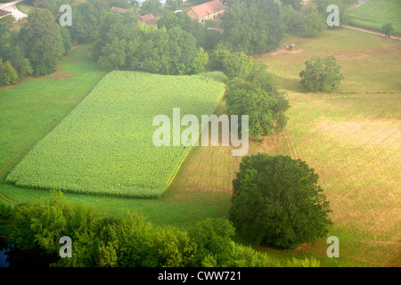 Le soleil se lève sur un champ de tournesols et des noyers dans la brume matinale de la vallée de la Dordogne à Domme, Aquitaine Banque D'Images