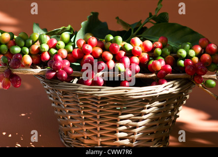 Un panier avec des baies de café vert et rouge Banque D'Images
