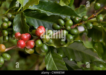 Le café (Coffea arabica) fruits rouges sur un arbre de café Banque D'Images