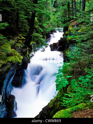 Gorge d'avalanches le long du sentier des Cèdres dans le Glacier National Park, Montana. Banque D'Images