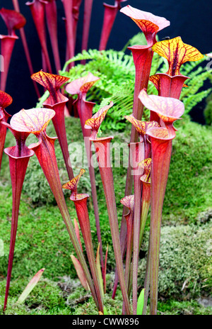 Un Sarracenia flava var. Rubricorpora Banque D'Images