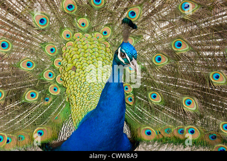 Un beau paon bleu afficher ses plumes de queue Banque D'Images