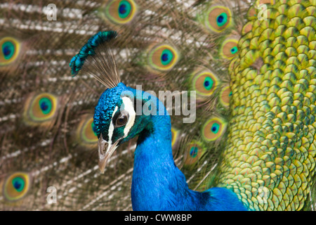 Un beau paon bleu afficher ses plumes de queue Banque D'Images