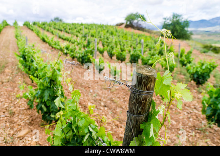 Vignobles de la Rioja Alavesa. El Ciego. L'Alava, Pays Basque, Espagne Banque D'Images