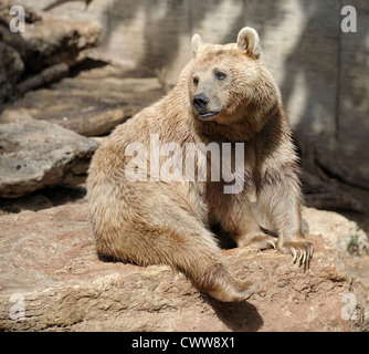 Avec la lumière de l'ours syrien au zoo de fourrure Banque D'Images