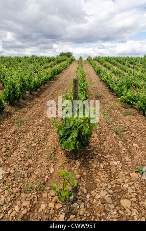 Vignobles de la Rioja Alavesa. El Ciego. L'Alava, Pays Basque, Espagne Banque D'Images