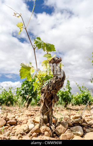 Vignobles de la Rioja Alavesa. El Ciego. L'Alava, Pays Basque, Espagne Banque D'Images